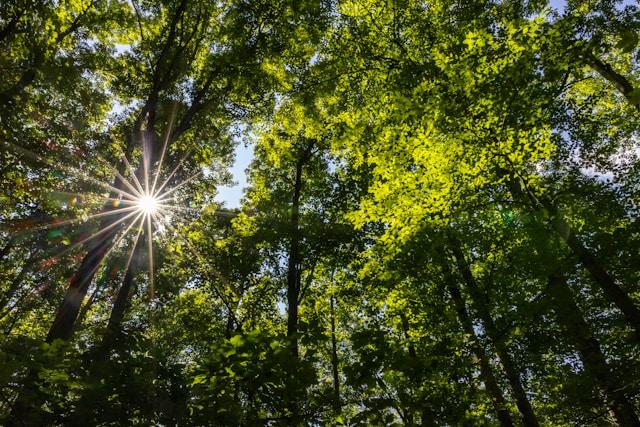 Septic System Repair Black Mountain, NC